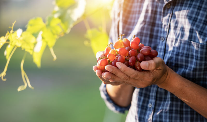 Vermouth wird aus aufgespritetem Wein hergestellt, der mit Gewürzen verfeinert wird.