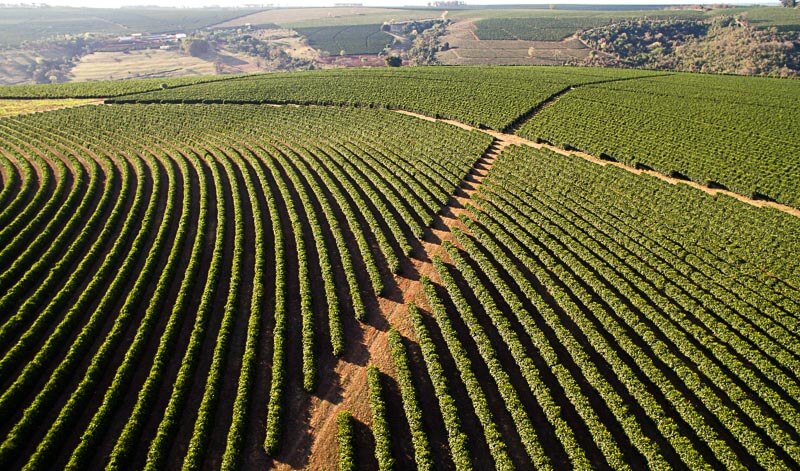 ...sieht eher so aus. Eine Plantage in Minas Gerais in Brasilien.