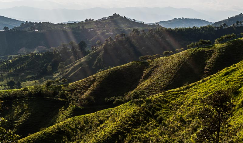 So wie diese kolumbianische Waldplantage stellen wir uns - Werbung sei Dank - Kaffeeplantangen weltweit vor. Die Realität allerdings ...