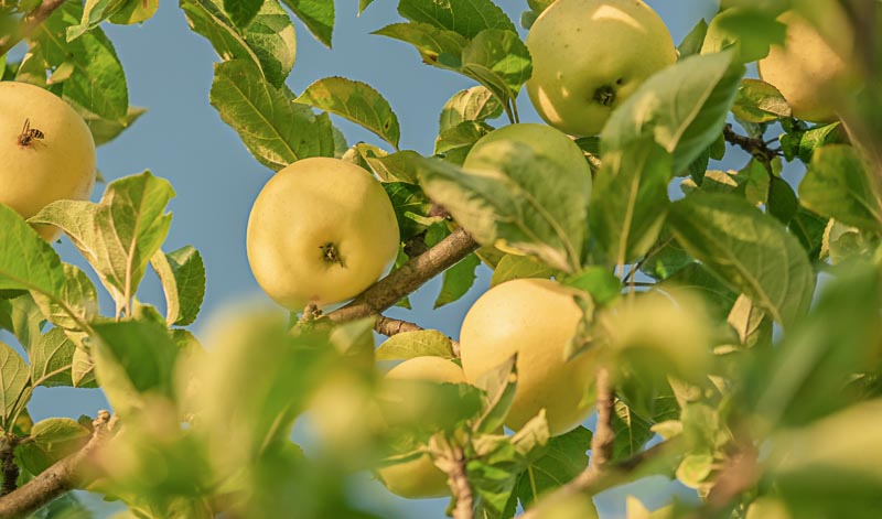 Für Calvados dürfen nur Äpfel aus geschützten Herkunftsgebieten verwendet werden.