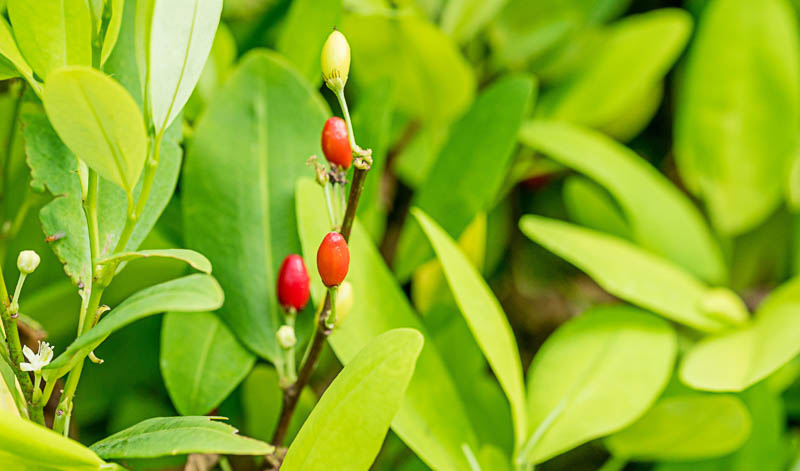 In addition to the kola nut, the coca bush is also the namesake ingredient of cola