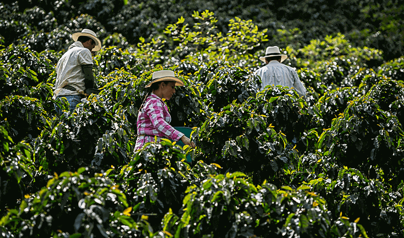 Copuro Organic Coffee