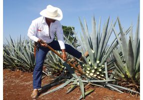 Agaven-Anbau für Tequila und Mezcal