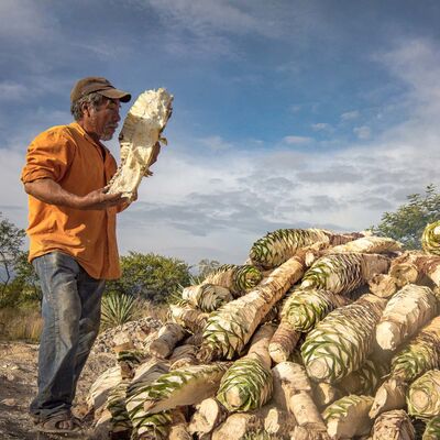 Mezcal Maestro mit Agaven