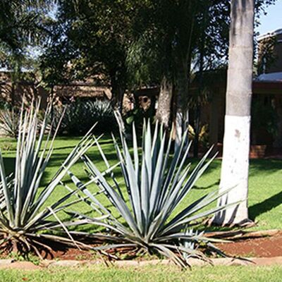 Herencia de Plata Tequila Añejo 2