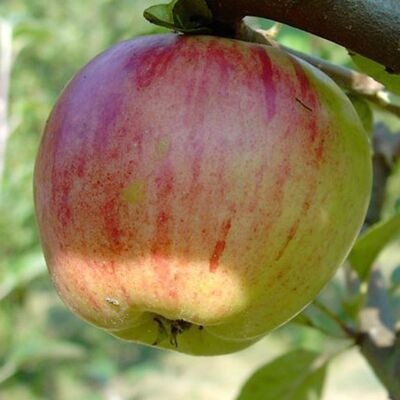 "Gravensteiner" Apfel-Sirup