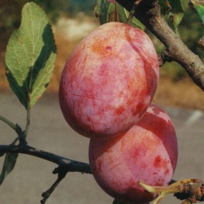 "Queen Victoria" plums fruit spread