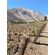 mountainbyrd Gran Pisco de Chile Beauty Shot